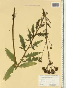 Cirsium arvense var. integrifolium Wimm. & Grab., Восточная Европа, Волжско-Камский район (E7) (Россия)