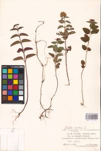 MHA 0 157 902, Мята водяная L., Восточная Европа, Эстония (E2c) (Эстония)