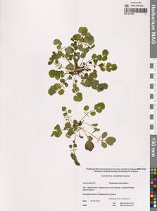 Сердечник зонтичный Greene, Сибирь, Чукотка и Камчатка (S7) (Россия)