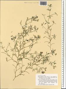 Лядвенец Бруннера Webb, Африка (AFR) (Кабо-Верде)