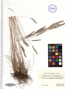 Koeleria macrantha subsp. macrantha, Восточная Европа, Восточный район (E10) (Россия)