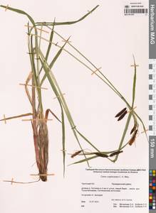 Осока скрытоплодная Hornem., Сибирь, Чукотка и Камчатка (S7) (Россия)
