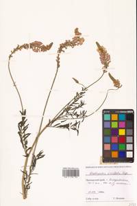 Эспарцет горошколистный Scop., Сибирь, Дальний Восток (S6) (Россия)