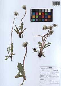 Taraxacum scariosum (Tausch) Kirschner & Stepánek, Сибирь, Алтай и Саяны (S2) (Россия)