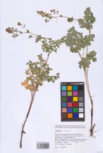 Bасилисник малый L., Восточная Европа, Нижневолжский район (E9) (Россия)