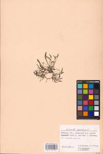 MHA 0 159 733, Лужница водяная L., Восточная Европа, Центральный лесостепной район (E6) (Россия)