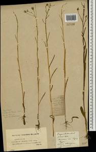 Скерда кровельная L., Восточная Европа, Средневолжский район (E8) (Россия)