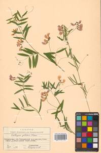 Lathyrus palustris subsp. palustris, Сибирь, Чукотка и Камчатка (S7) (Россия)