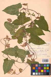 Calystegia sepium subsp. americana (Sims) Brummitt, Восточная Европа, Московская область и Москва (E4a) (Россия)