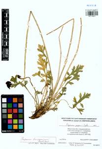 Papaver turczaninovii Peschkova, Сибирь, Прибайкалье и Забайкалье (S4) (Россия)