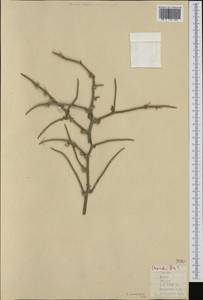 Chondrilla ramosissima Sibth. & Sm., Западная Европа (EUR) (Греция)