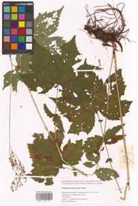 Таволга гладчайшая (Nakai) Nakai, Сибирь, Дальний Восток (S6) (Россия)