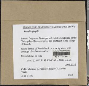 Tortella fragilis (Drumm.) Limpr., Гербарий мохообразных, Мхи - Северный Кавказ и Предкавказье (B12) (Россия)