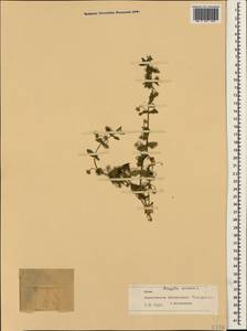 Lysimachia arvensis subsp. arvensis, Крым (KRYM) (Россия)