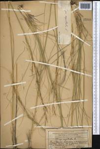 Ковыль волосатик, Тырса L., Средняя Азия и Казахстан, Западный Тянь-Шань и Каратау (M3) (Казахстан)