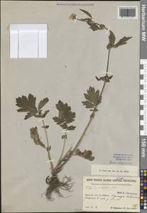 Гравилат аллепский Jacq., Сибирь, Прибайкалье и Забайкалье (S4) (Россия)