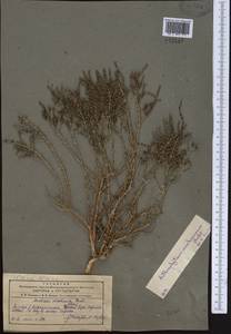 Haloxylon griffithii subsp. wakhanica (Paulsen) Hedge, Средняя Азия и Казахстан, Памир и Памиро-Алай (M2) (Таджикистан)