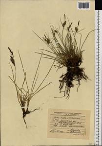 Осока черная (L.) Reichard, Восточная Европа, Белоруссия (E3a) (Белоруссия)