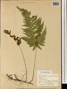 Sitobolium zeylanicum (Sw.) L. A. Triana & Sundue, Зарубежная Азия (ASIA) (КНР)