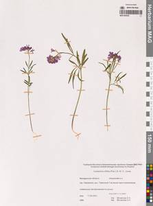 Сердечник трехнадрезанный (Lam. ex Poir.) B.M.G.Jones, Сибирь, Чукотка и Камчатка (S7) (Россия)