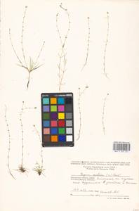 Мшанка узловатая (L.) Fenzl, Восточная Европа, Московская область и Москва (E4a) (Россия)