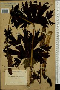 Борец восточный Mill., Кавказ, Краснодарский край и Адыгея (K1a) (Россия)