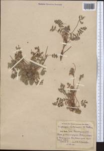 Oxytropis litwinowii B.Fedtsch., Средняя Азия и Казахстан, Памир и Памиро-Алай (M2) (Узбекистан)