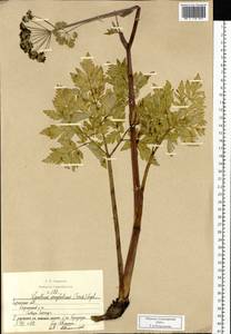 Hansenia mongolica Turcz., Сибирь, Прибайкалье и Забайкалье (S4) (Россия)