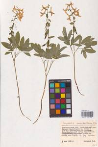 Хохлатка полая (L.) Schweigg. & Körte, Восточная Европа, Нижневолжский район (E9) (Россия)