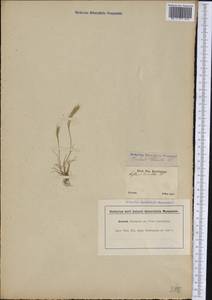 Vulpia octoflora (Walter) Rydb., Америка (AMER) (Бразилия)