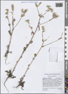 Andryala ragusina L., Западная Европа (EUR) (Испания)