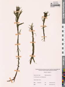 Хвостник обыкновенный, Водяная сосенка L., Сибирь, Чукотка и Камчатка (S7) (Россия)