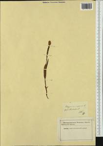 Змеевик живородящий, Горец живородящий (L.) Delarbre, Западная Европа (EUR)