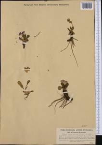 Primula daonensis (Leyb.) Leyb., Западная Европа (EUR) (Италия)