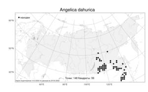 Angelica dahurica, Дудник даурский (Hoffm.) Benth. & Hook. fil. ex Franch. & Sav., Атлас флоры России (FLORUS) (Россия)