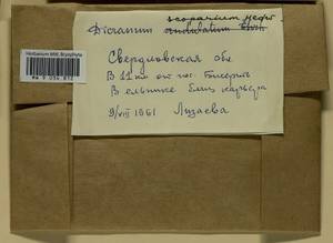 Dicranum scoparium Hedw., Гербарий мохообразных, Мхи - Пермский край, Удмуртия, Свердловская и Кировская области (B8) (Россия)