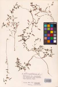 Лядвенец узкий L., Восточная Европа, Нижневолжский район (E9) (Россия)