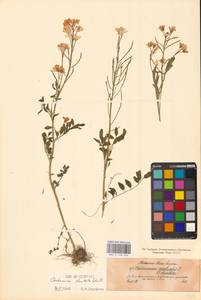 Cardamine pratensis subsp. dentata (Schult.) Čelak., Восточная Европа, Северо-Западный район (E2) (Россия)