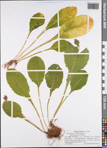 Первоцвет высокий (L.) L., Восточная Европа, Северо-Западный район (E2) (Россия)