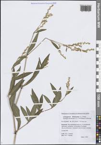 Кенигия растопыренная (L.) T.M.Schust. & Reveal, Сибирь, Прибайкалье и Забайкалье (S4) (Россия)