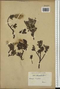 Salix breviserrata B. Flod., Западная Европа (EUR) (Швейцария)