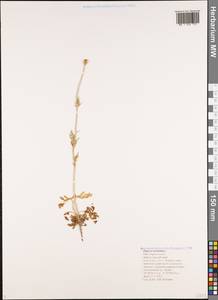 Roemeria sicula (Guss.) Galasso, Banfi, L. Sáez & Bartolucci, Кавказ, Черноморское побережье (от Новороссийска до Адлера) (K3) (Россия)