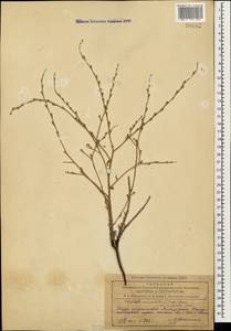 Липучка бородчатая (M.Bieb.) Menyh., Кавказ, Азербайджан (K6) (Азербайджан)