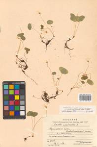 Кислица обыкновенная L., Сибирь, Дальний Восток (S6) (Россия)