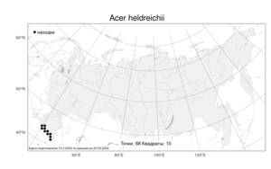 Acer heldreichii, Клен Гельдрейха Orph., Атлас флоры России (FLORUS) (Россия)