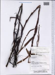 Persicaria acuminata (Kunth) M. Gómez, Америка (AMER) (Парагвай)