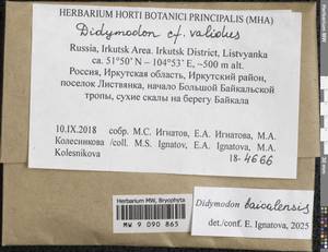 Didymodon baicalensis Ignatova & Ignatov, Гербарий мохообразных, Мхи - Прибайкалье и Забайкалье (B18) (Россия)