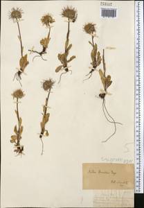 Tibetiodes flaccida (Bunge) G. L. Nesom, Средняя Азия и Казахстан, Джунгарский Алатау и Тарбагатай (M5) (Казахстан)