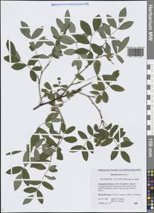 Шиповник даурский Pall., Сибирь, Дальний Восток (S6) (Россия)