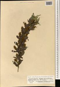 Ива ложнопятитычинковая (Flod.) Flod., Монголия (MONG) (Монголия)